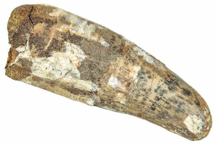 Fossil Spinosaurus Tooth - Feeding Worn Tip #326261